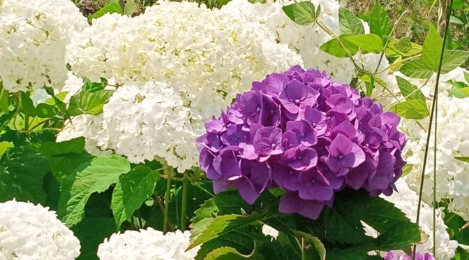 梅雨の中休み