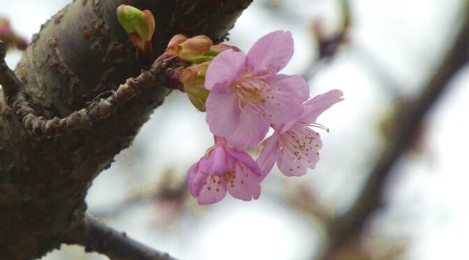 ゆるゆるCC 不発「河津桜の丘」