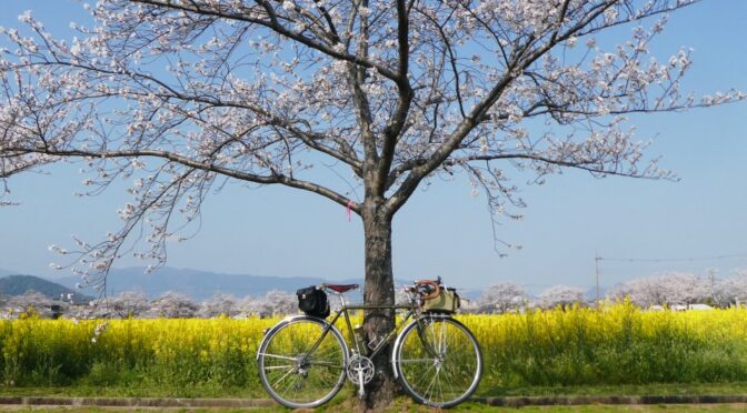 今朝の醍醐池の桜と菜の花