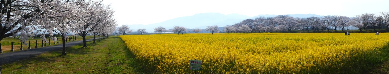 CanCanの気楽な一日